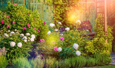 Sunny Flowering Backyard Garden. Summer Garden Flowers.