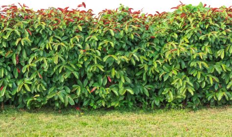 green hedge and Green grass on isolated