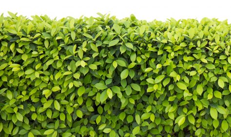 green hedge or Green Leaves Wall on isolated