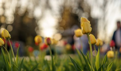 Tulips in the Park. summer in Russian. Moscow.